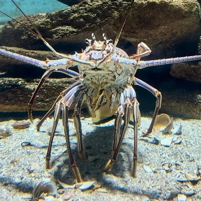 Jeffrey - Spiny Lobster