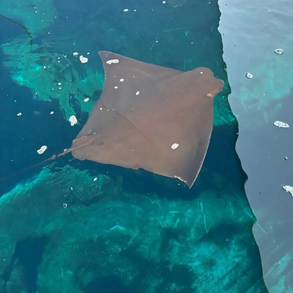 Puddin - Cownose Ray