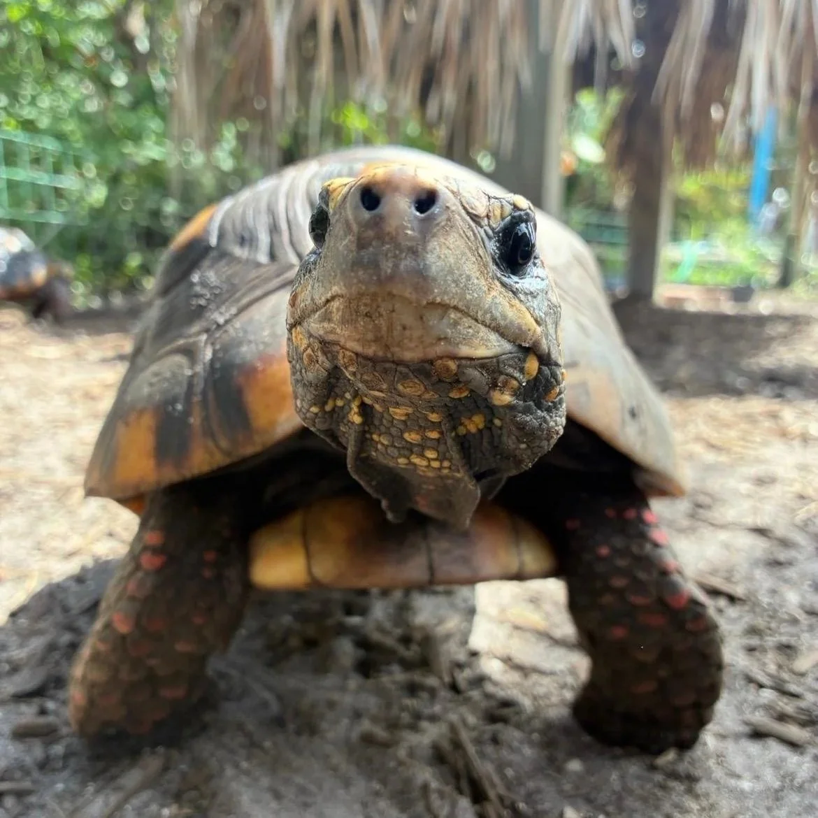 Toby - Red-Footed Tortoise