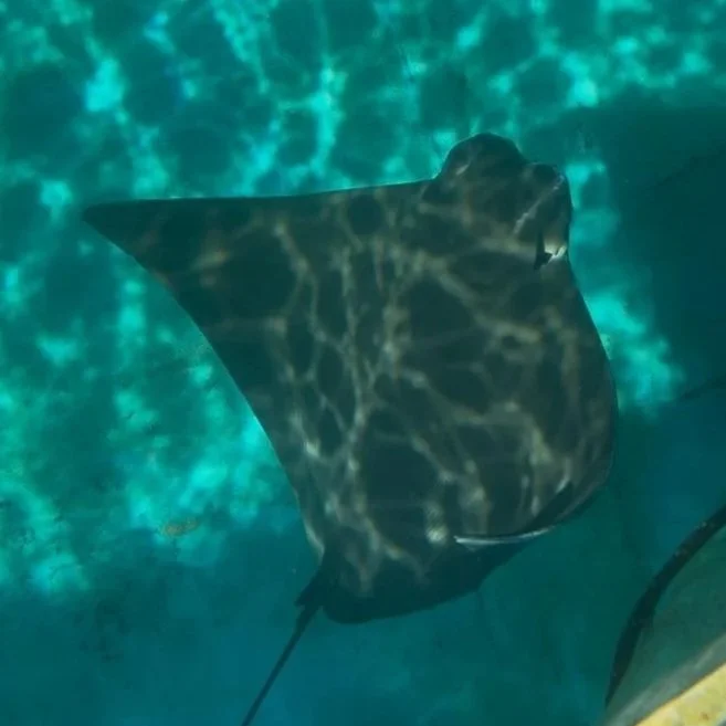 Ashley - Cownose Ray