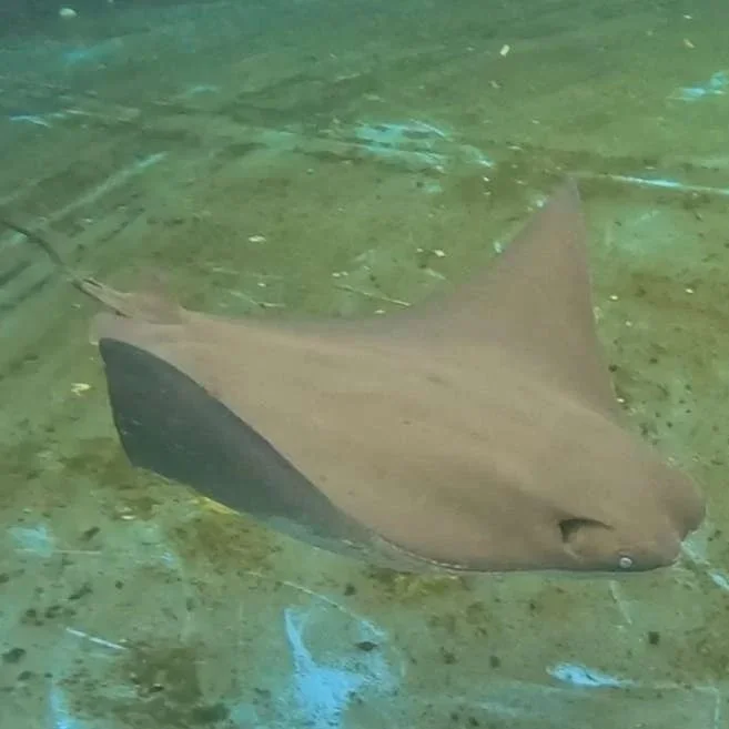 Chip - Cownose Ray