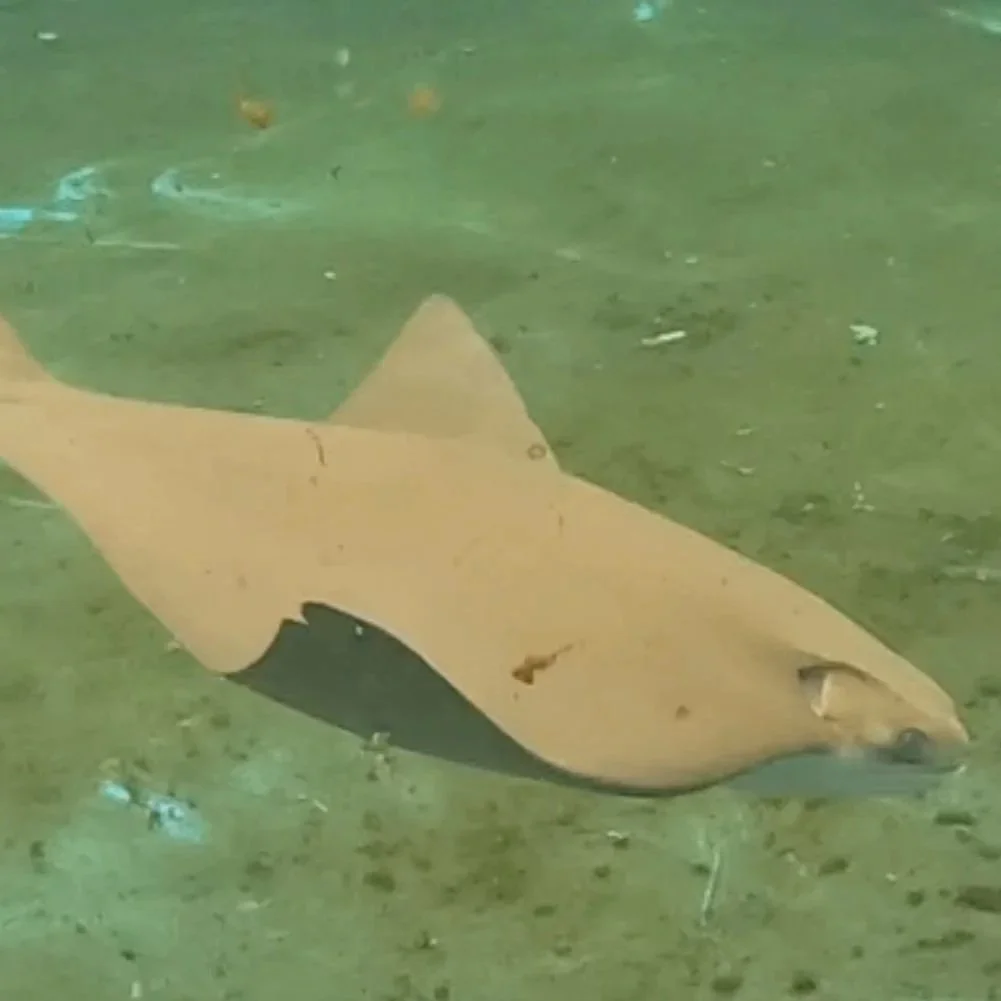 Reggie - Cownose Ray