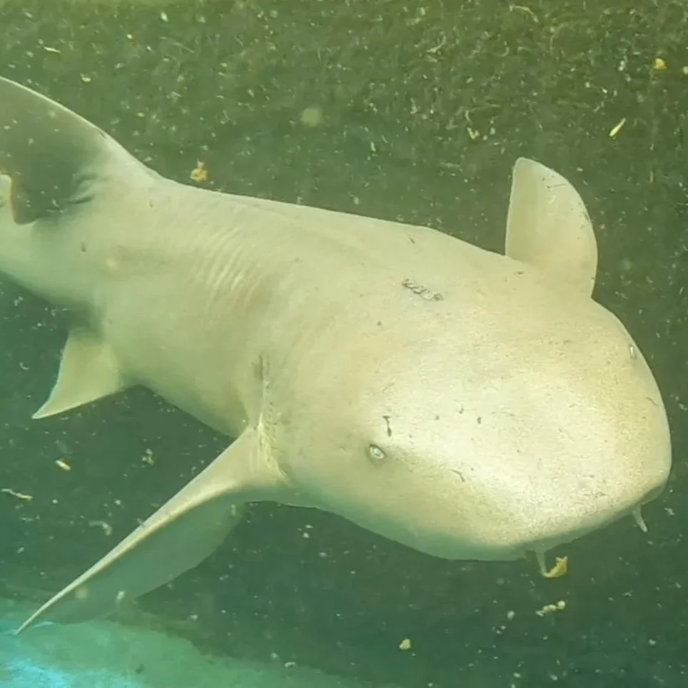 Ratchet - Nurse Shark