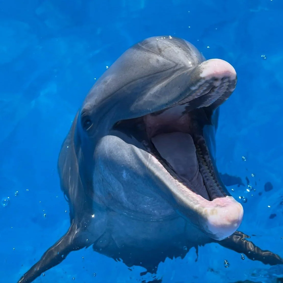 Betty - Common Bottlenose Dolphin