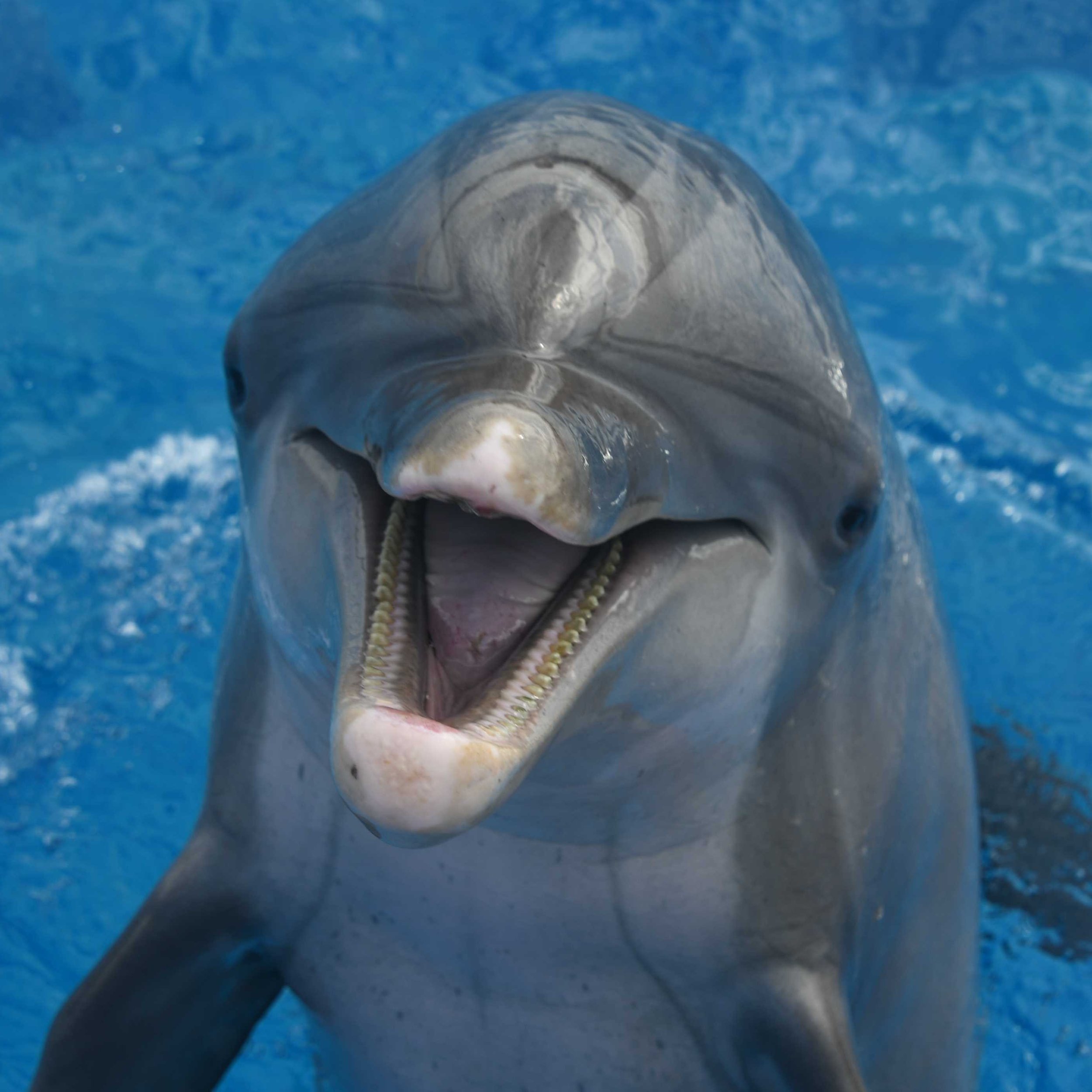 Lightning - Common Bottlenose Dolphin