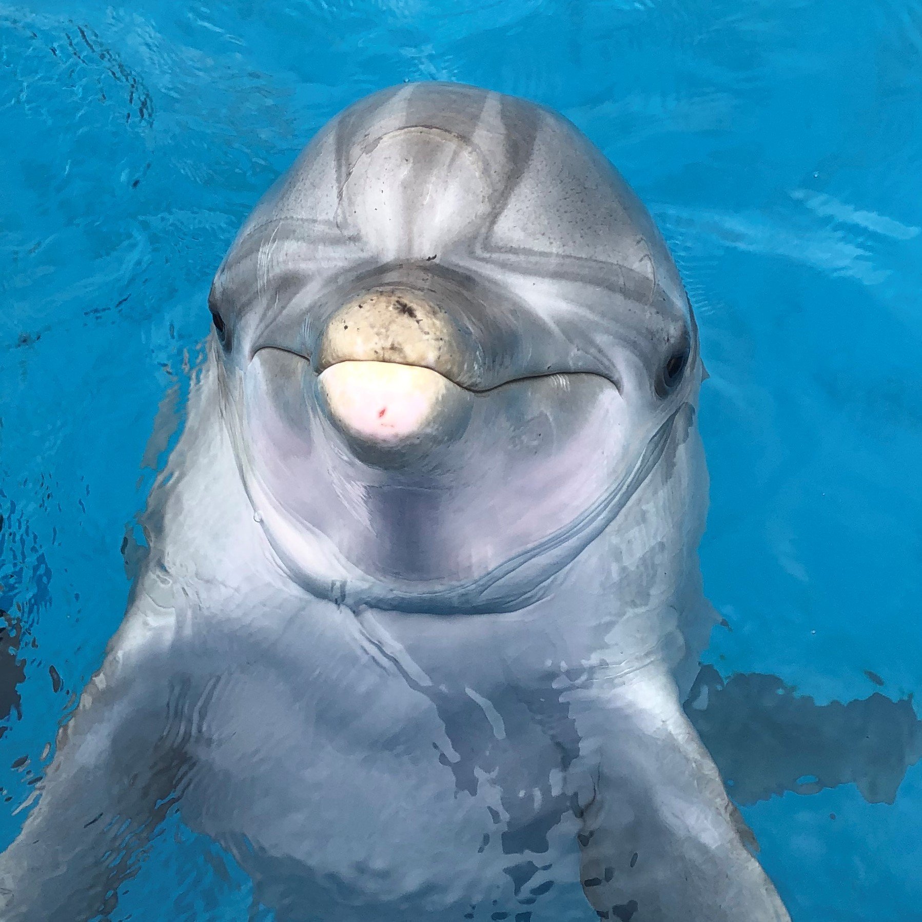 Briland - Common Bottlenose Dolphin