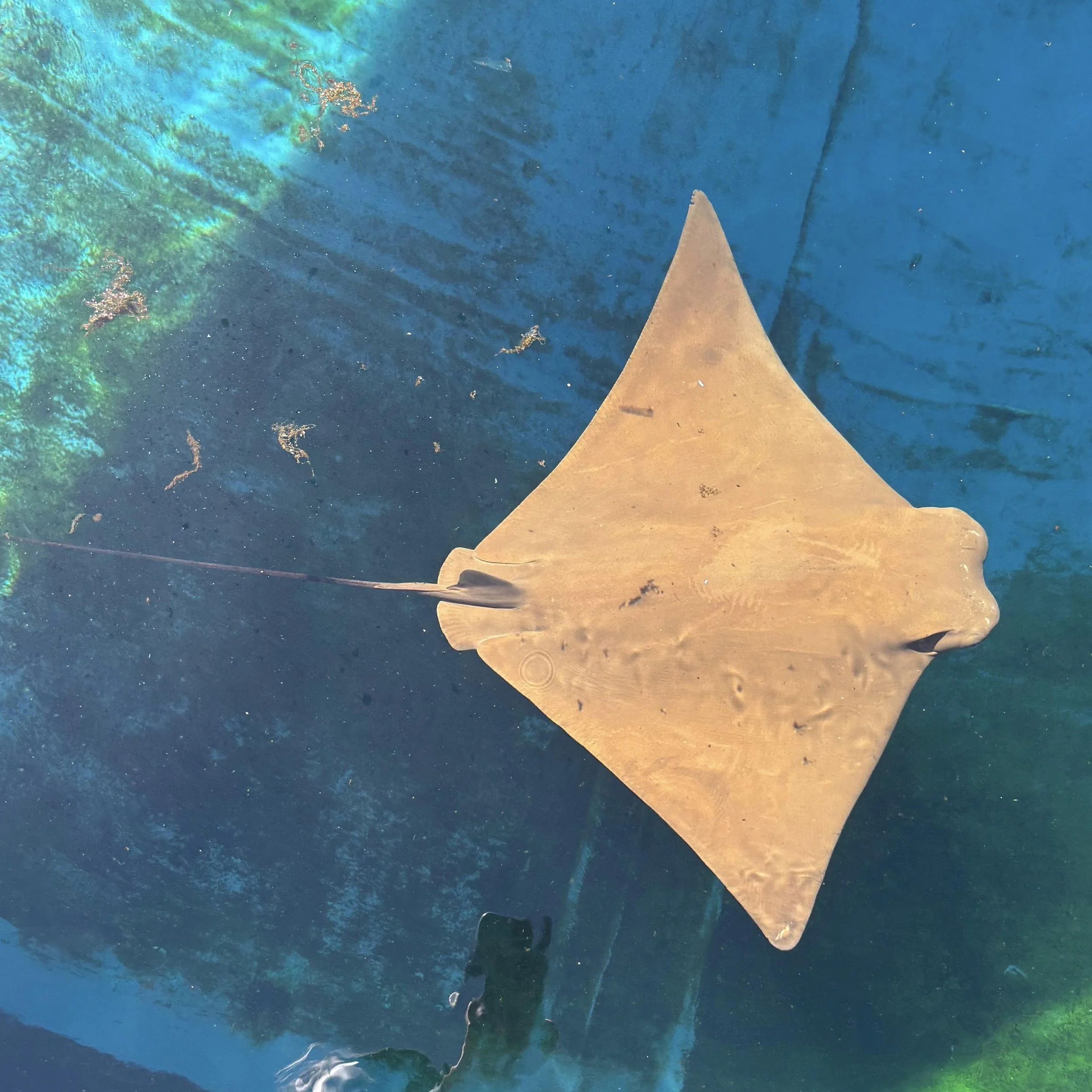 Clover - Cownose Ray