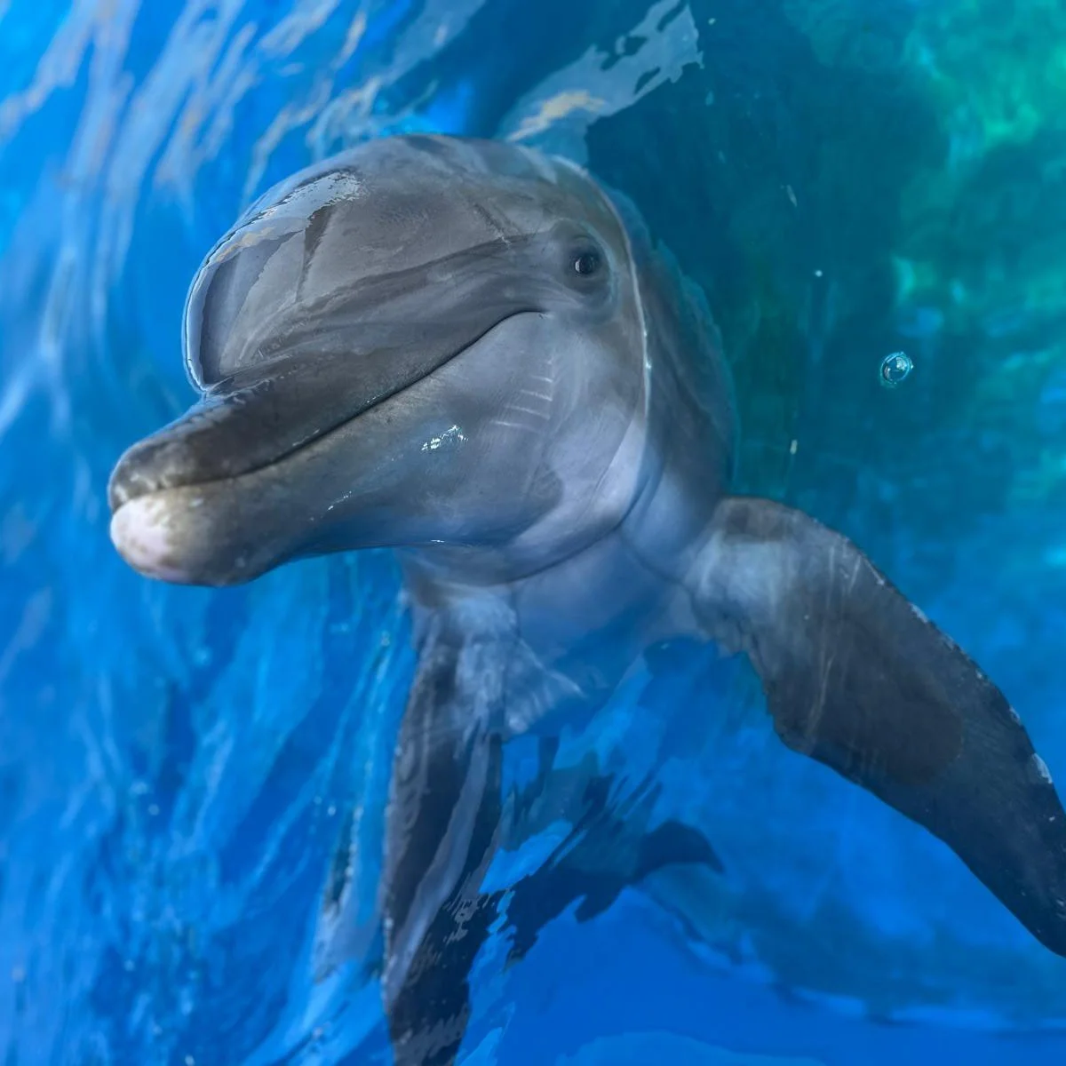 Comet - Common Bottlenose Dolphin