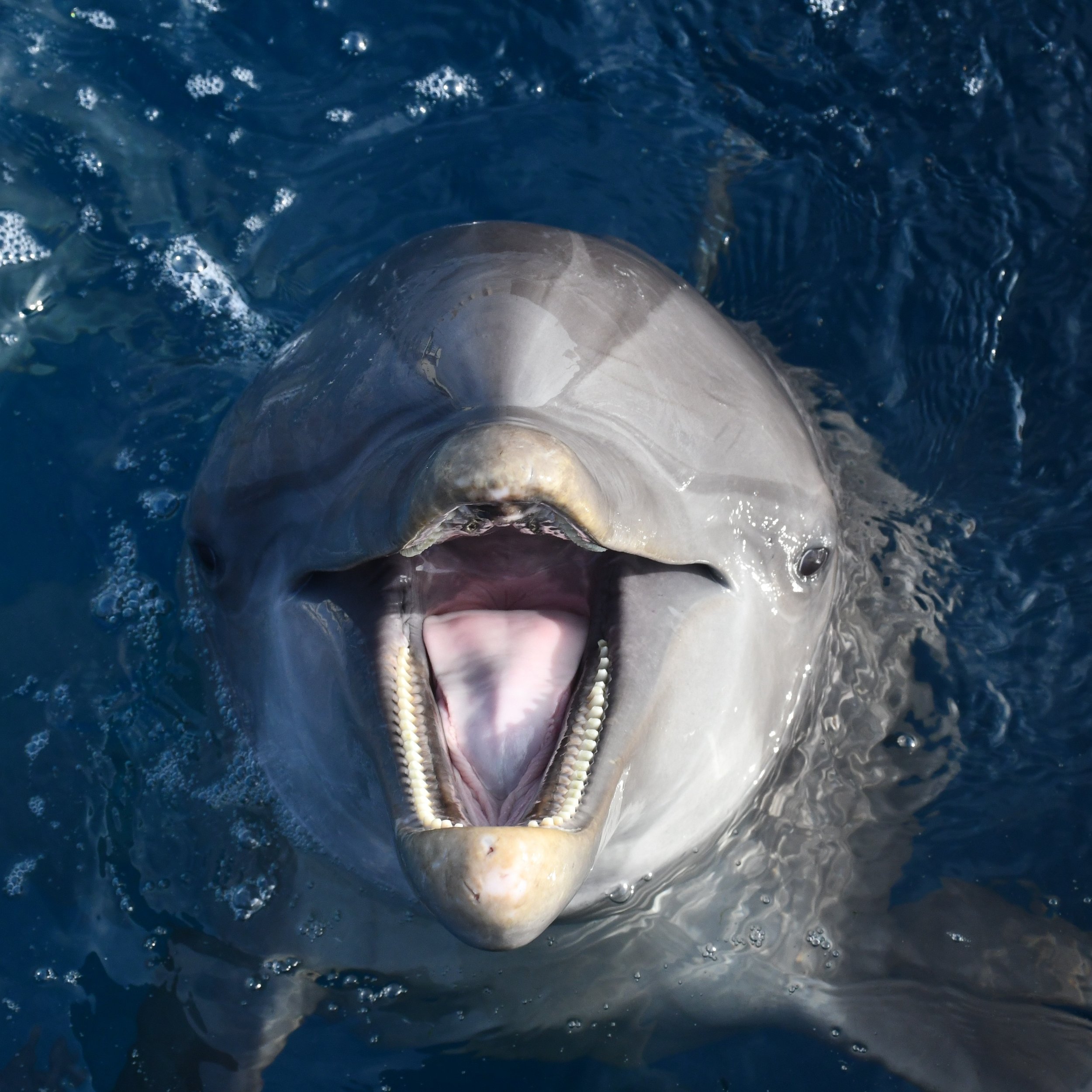 Miramar - Common Bottlenose Dolphin