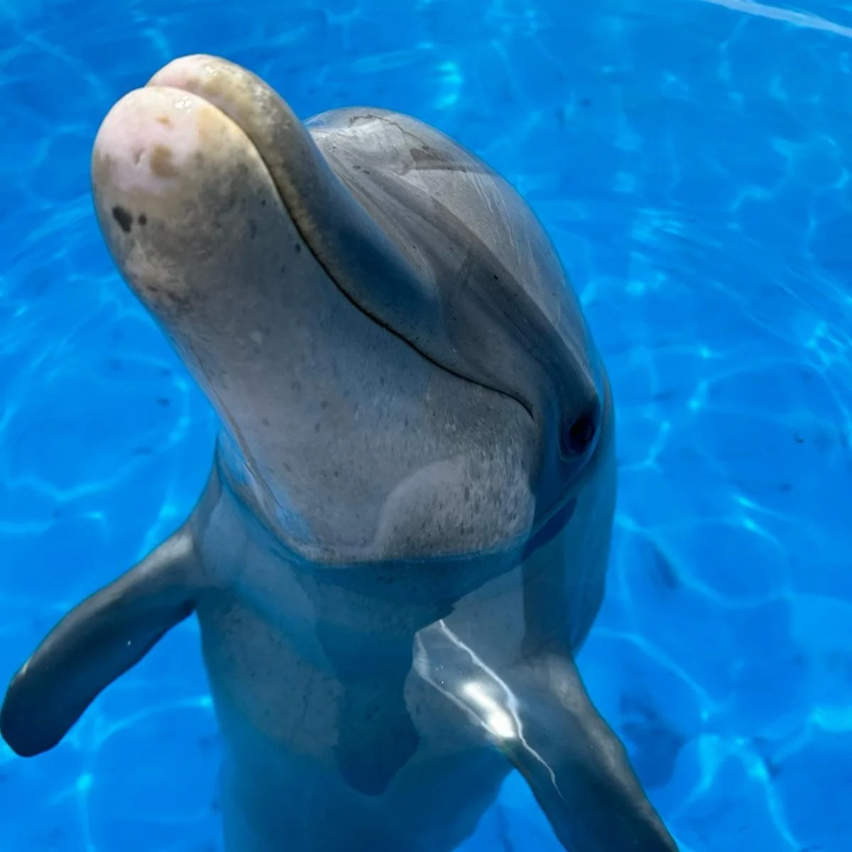 Shaka - Common Bottlenose Dolphin
