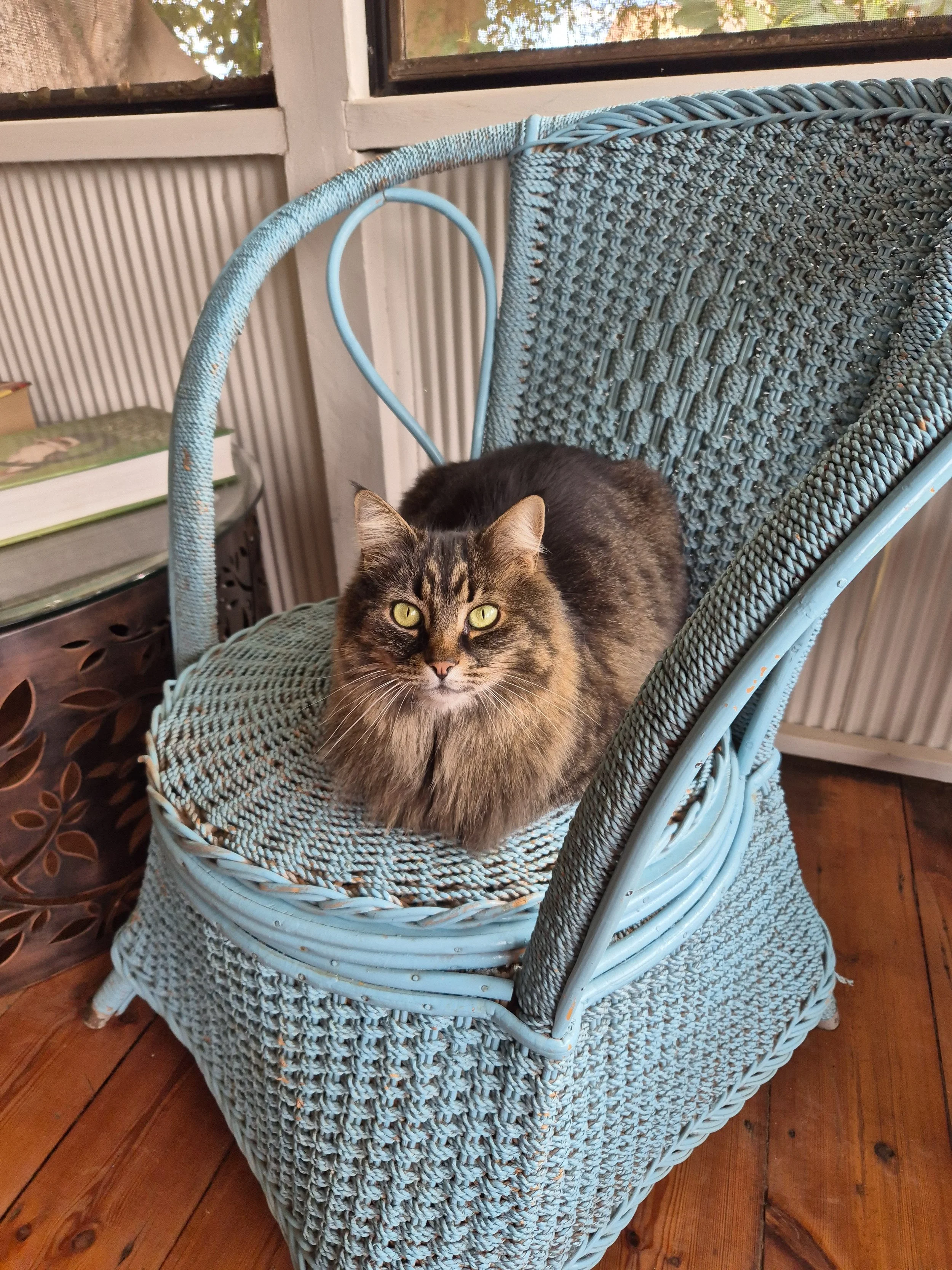 A fluffy brown tabby cat with yellow-green eyes sitting on a blue wicker chair inside a room with wooden flooring.