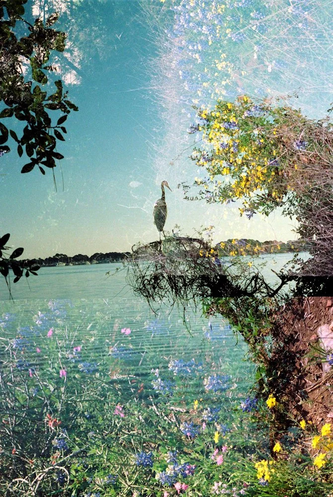 AlexandraDibrell HeronWithWildflowers 2015May WebVersion2026.jpg