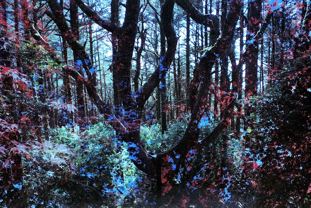 AlexandraDibrell HobbitTrailRoseGarden 2025Apr WebVersion2026.jpg