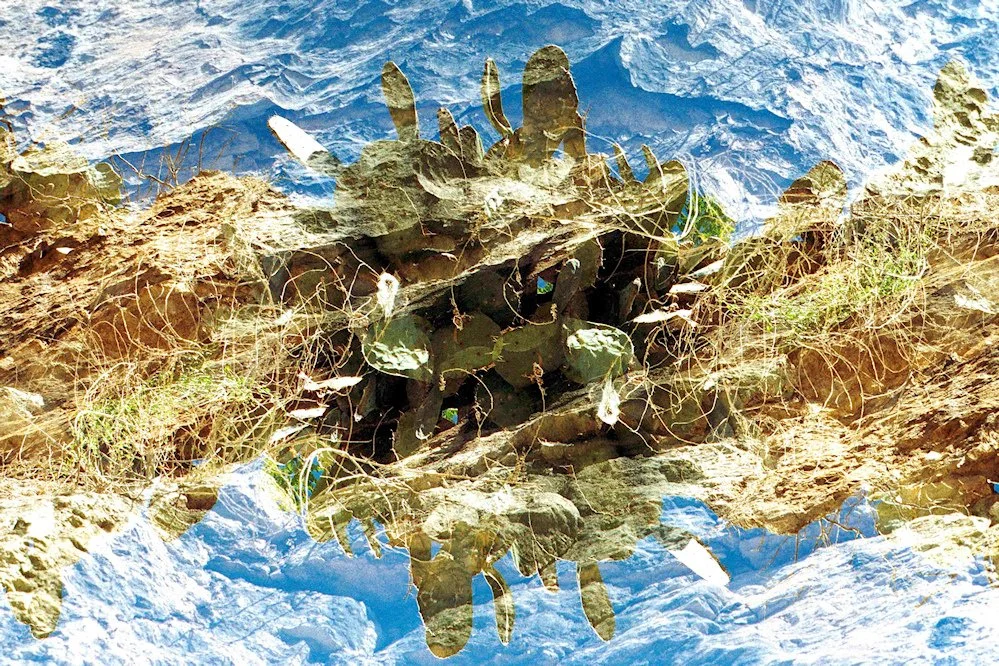 AlexandraDibrell CarlsbadCactus 2012Feb WebVersion2026.jpg