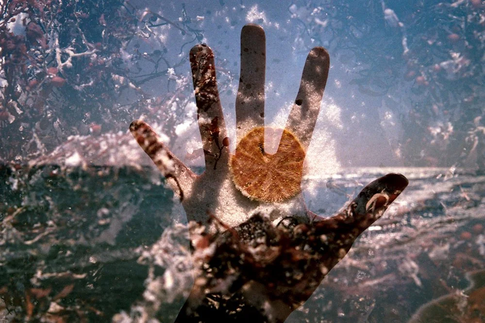 AlexandraDibrell SanddollarHand 2010Jun WebVersion2026.jpg