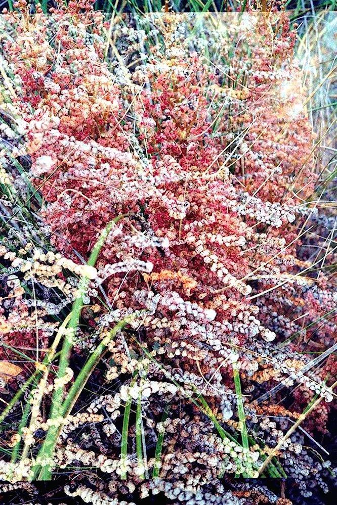 AlexandraDibrell E-RockPlants 2022Apr WebVersion2026.jpg