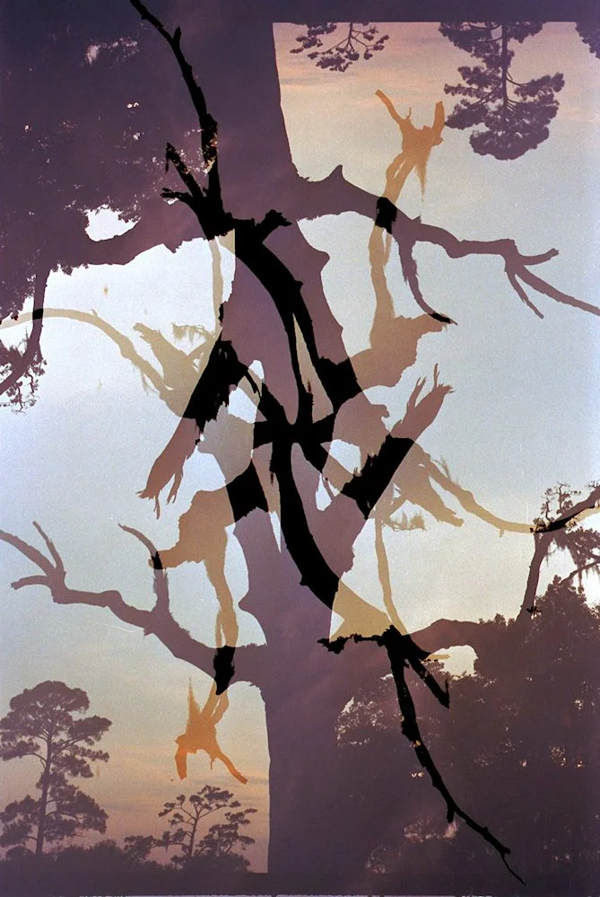 AlexandraDibrell StrangeTree 2012May WebVersion2026.jpg