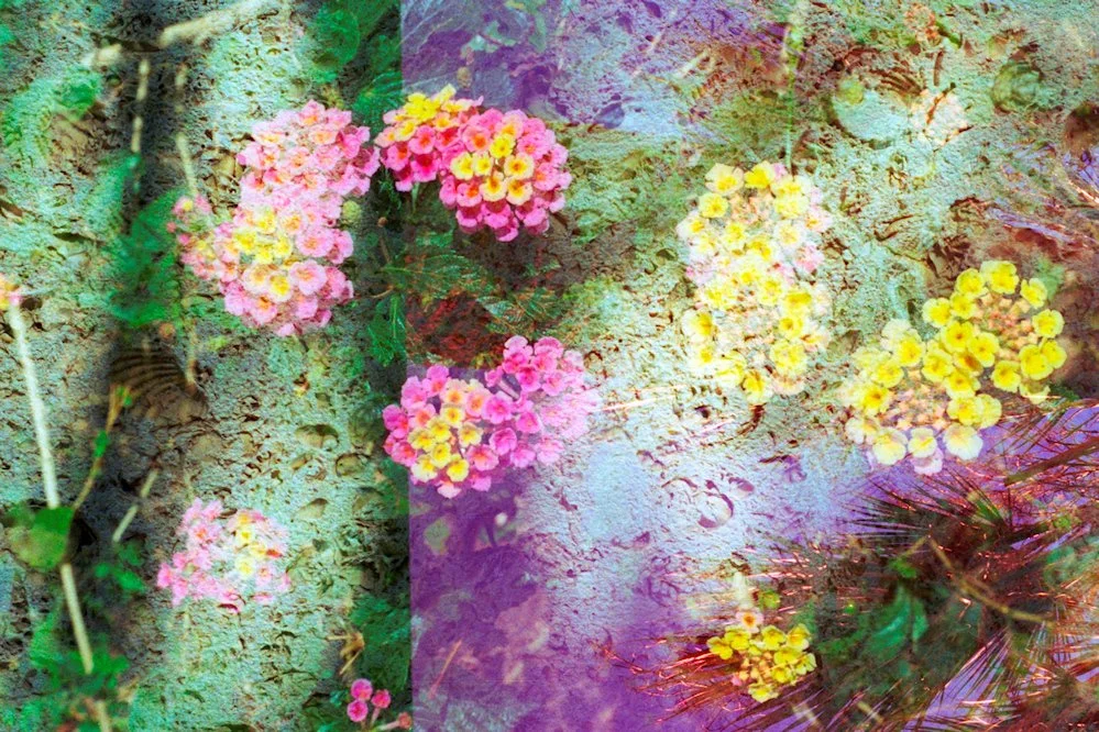 AlexandraDibrell LimestoneLantanas 2009Feb WebVersion2026.jpg