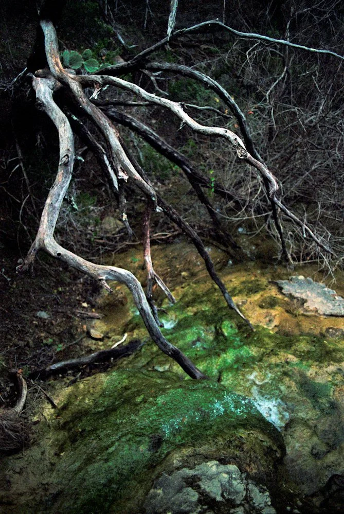 AlexandraDibrell CommonsFordTrail 2010Apr WebVersion2026.jpg