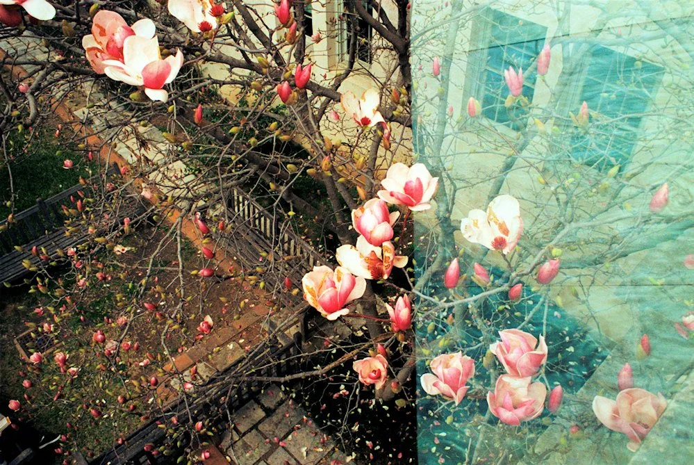 AlexandraDibrell SaucerMagnoliaPetalsFalling 2009Jan WebVersion2026.jpg