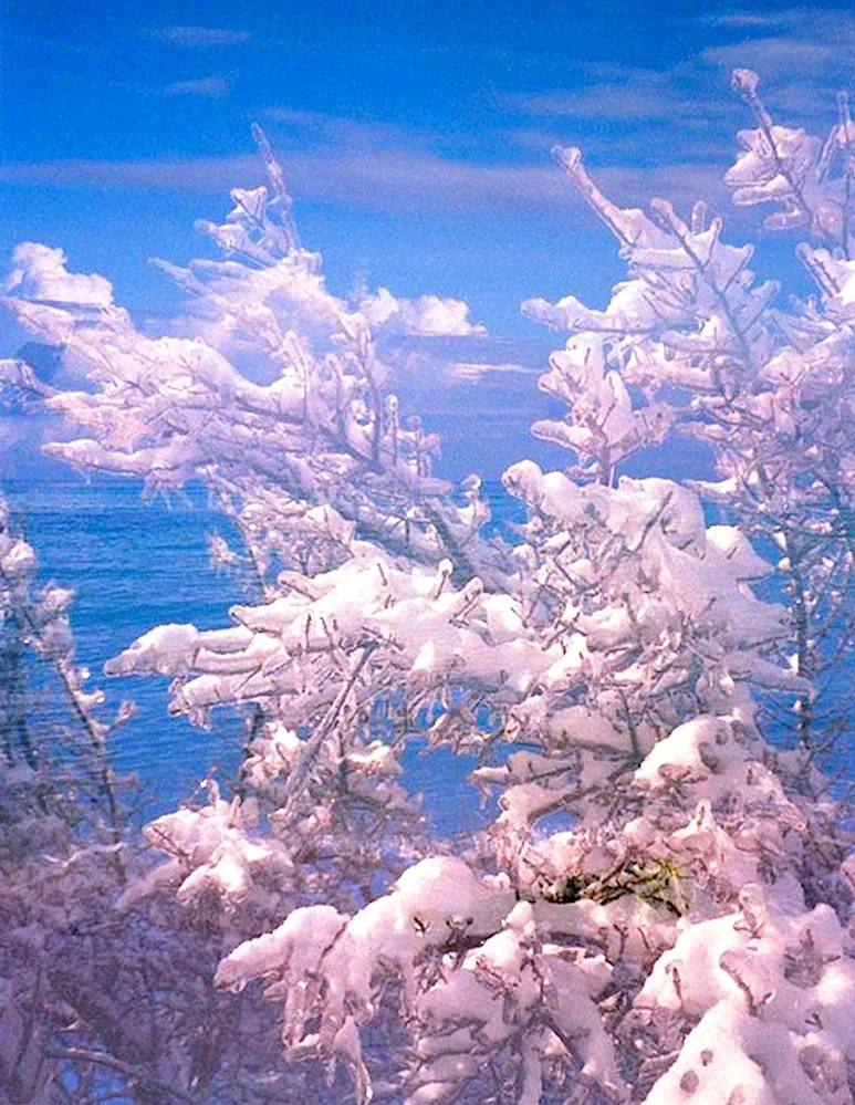 AlexandraDibrell SnowKeys 2019Nov WebVersion2026.jpg