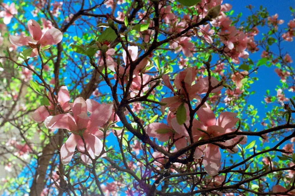 AlexandraDibrell SaucerMagnolia 2009Feb WebVersion2026.jpg