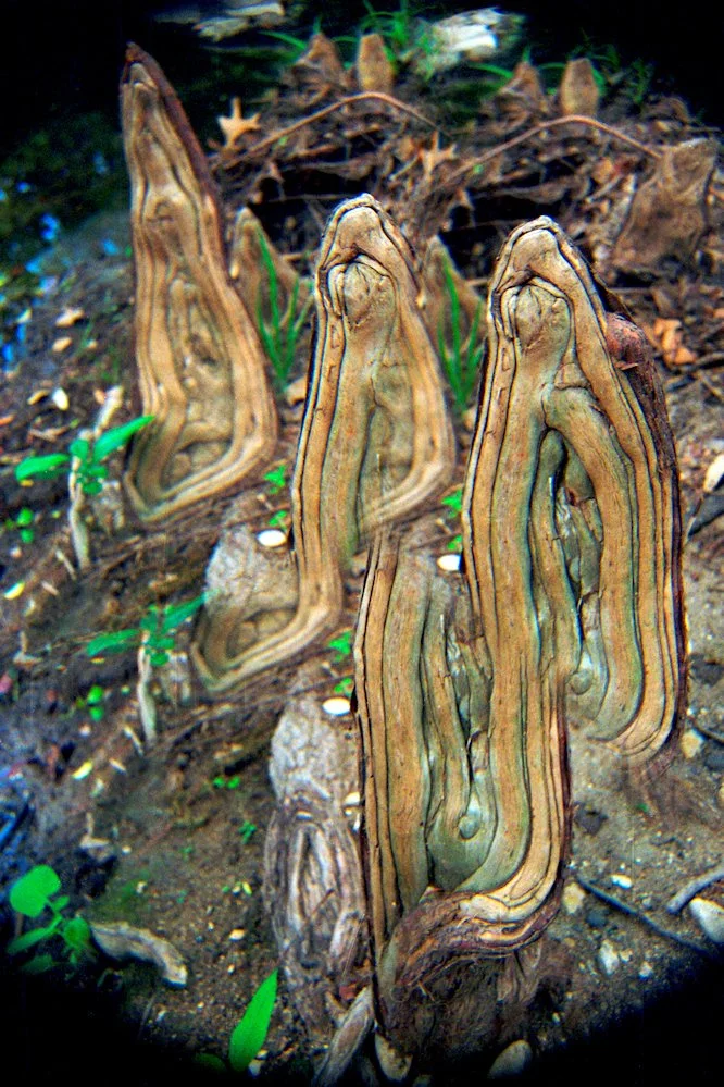 AlexandraDibrell CypressKnees 2009Nov WebVersion2026.jpg