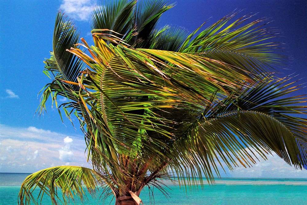 AlexandraDibrell KeyPalm 2011Jul WebVersion2026.jpg