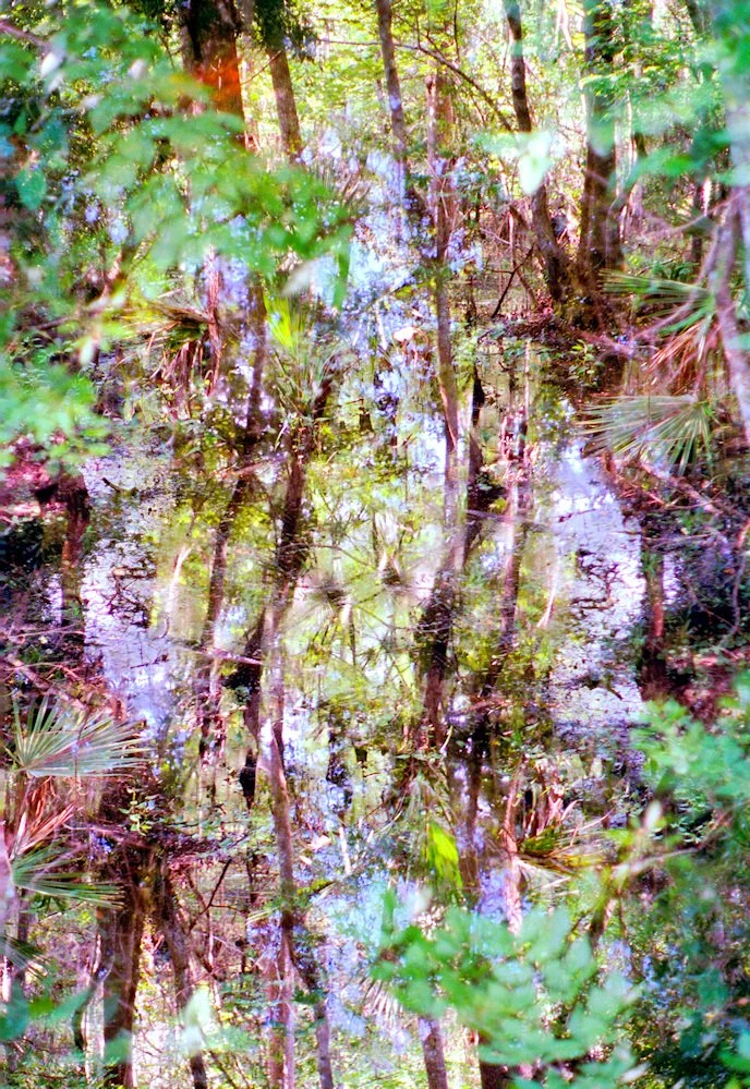 AlexandraDibrell BaratariaSwamp 2012Apr WebVersion2026.jpg