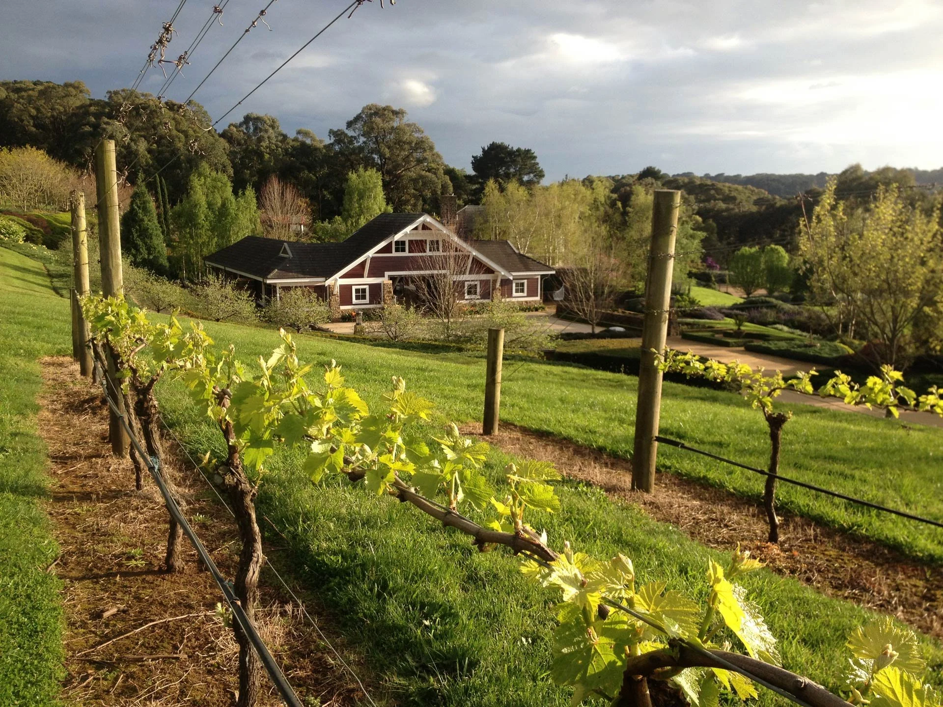 Vineyard with rows of grapevines in foreground, a house among trees, and rolling hills with dense forest under a partly cloudy sky.