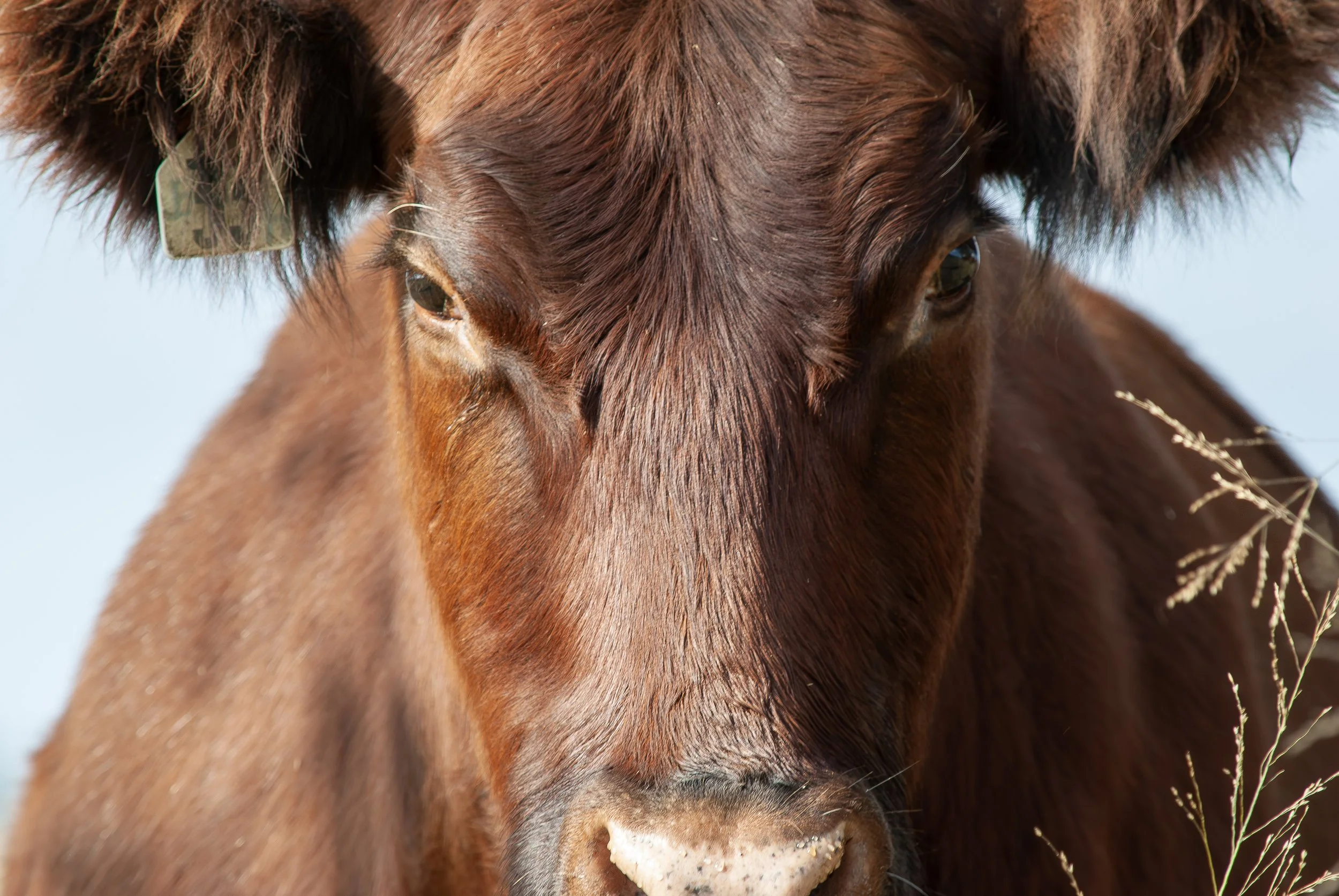 Close-up of a brown cow's face, showing its eyes, nose, and part of its ears, with some dry grass near its mouth.