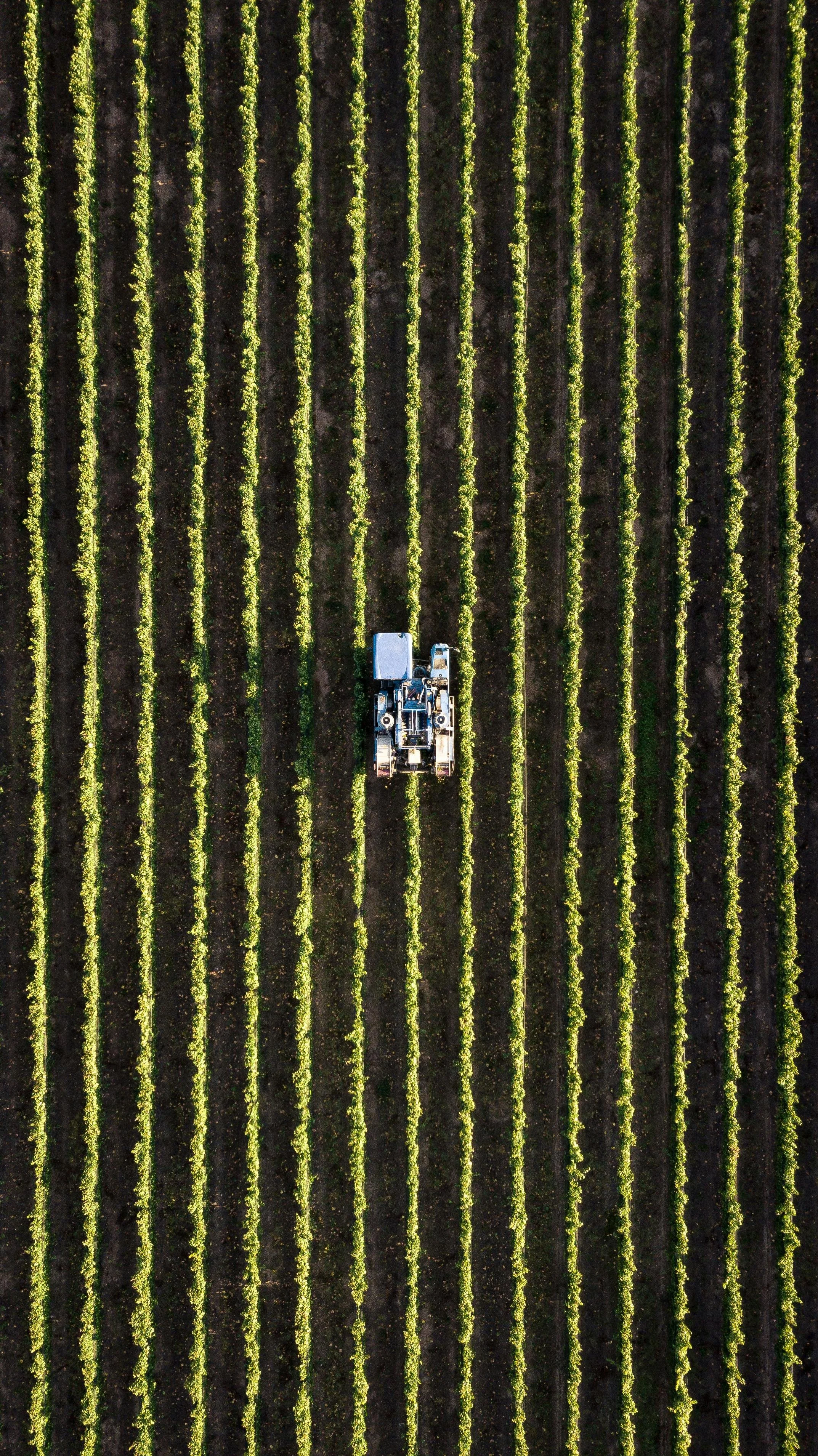 An aerial view of a tractor working in a field with evenly spaced green crops.