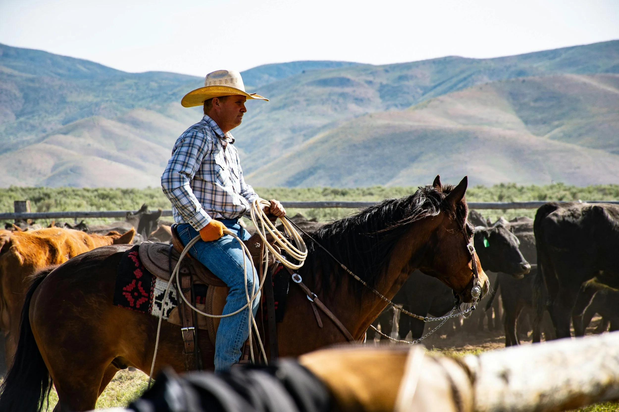 A cowboy riding a horse on a ranch, with mountains in the background and cattle nearby.