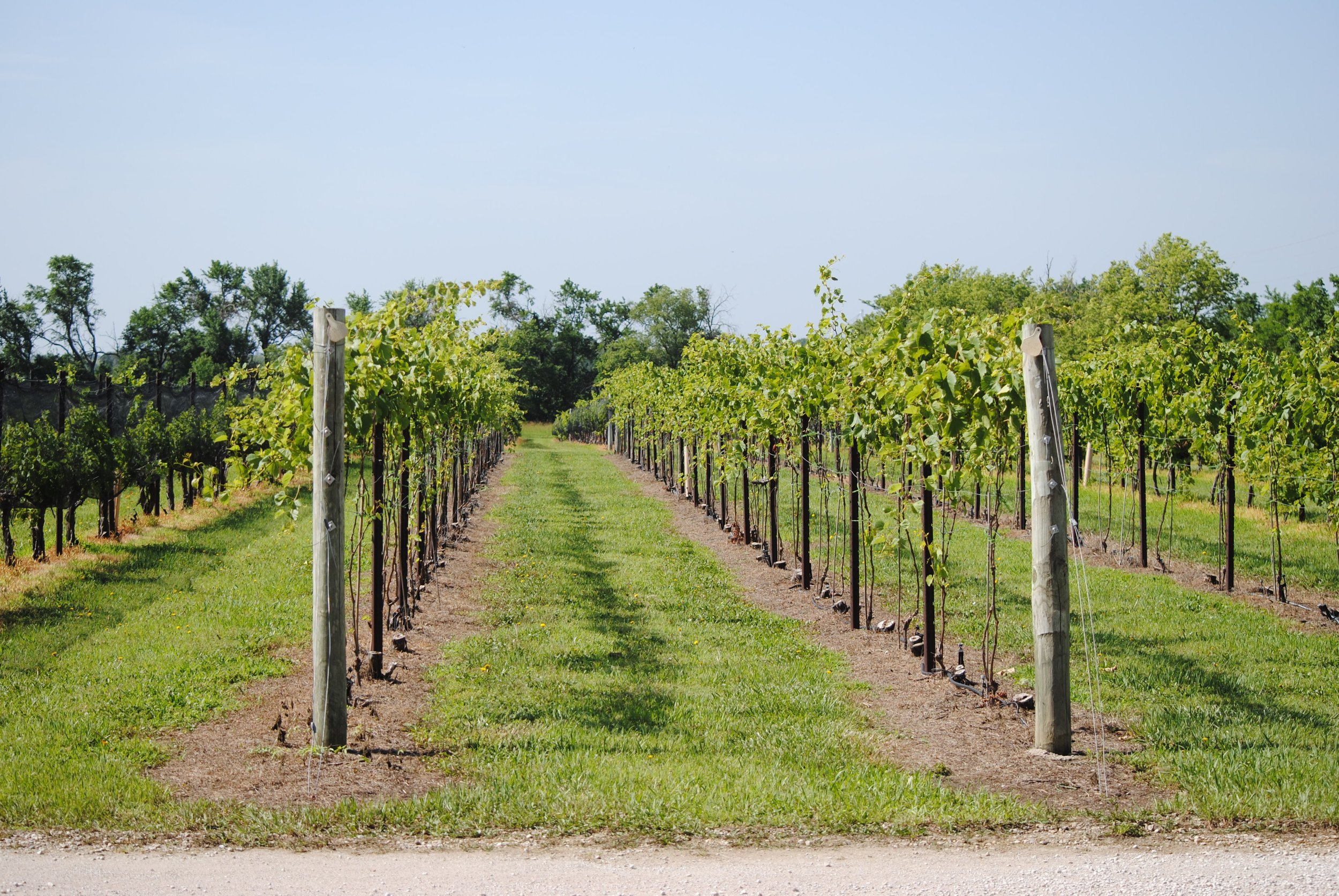 Vineyard with rows of grapevines and green grass between the rows, under a blue sky with some clouds.