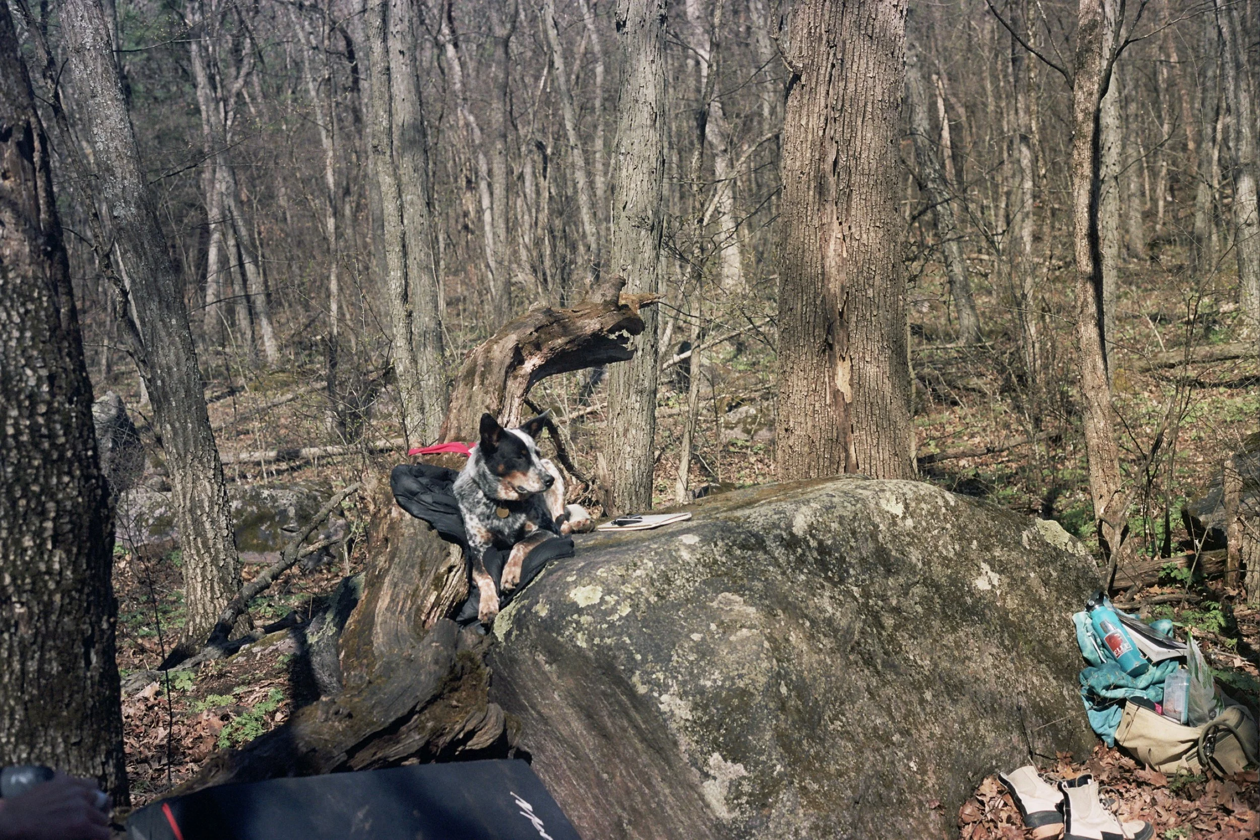 Crag Dog