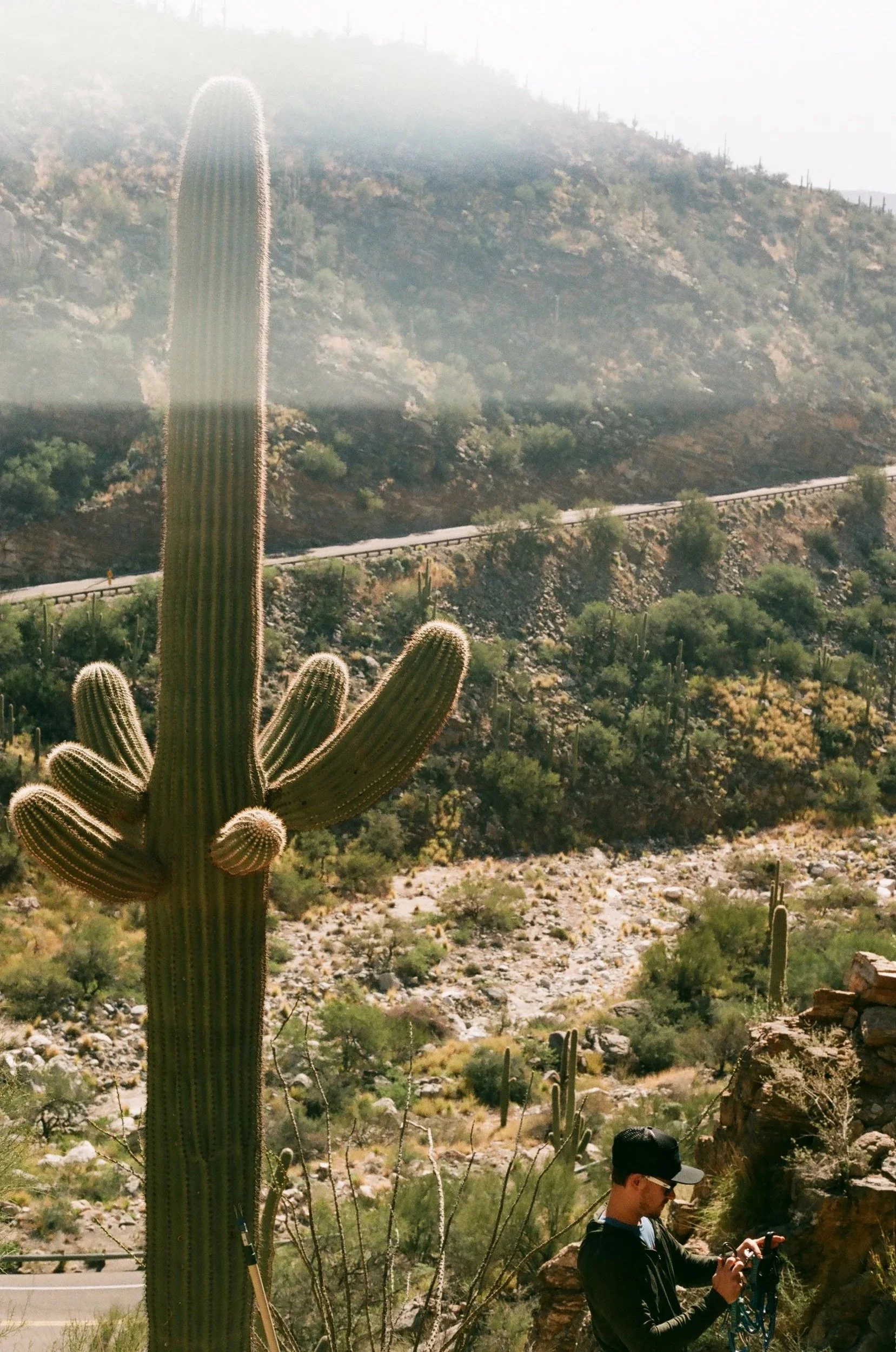 Cactus and Light Leak
