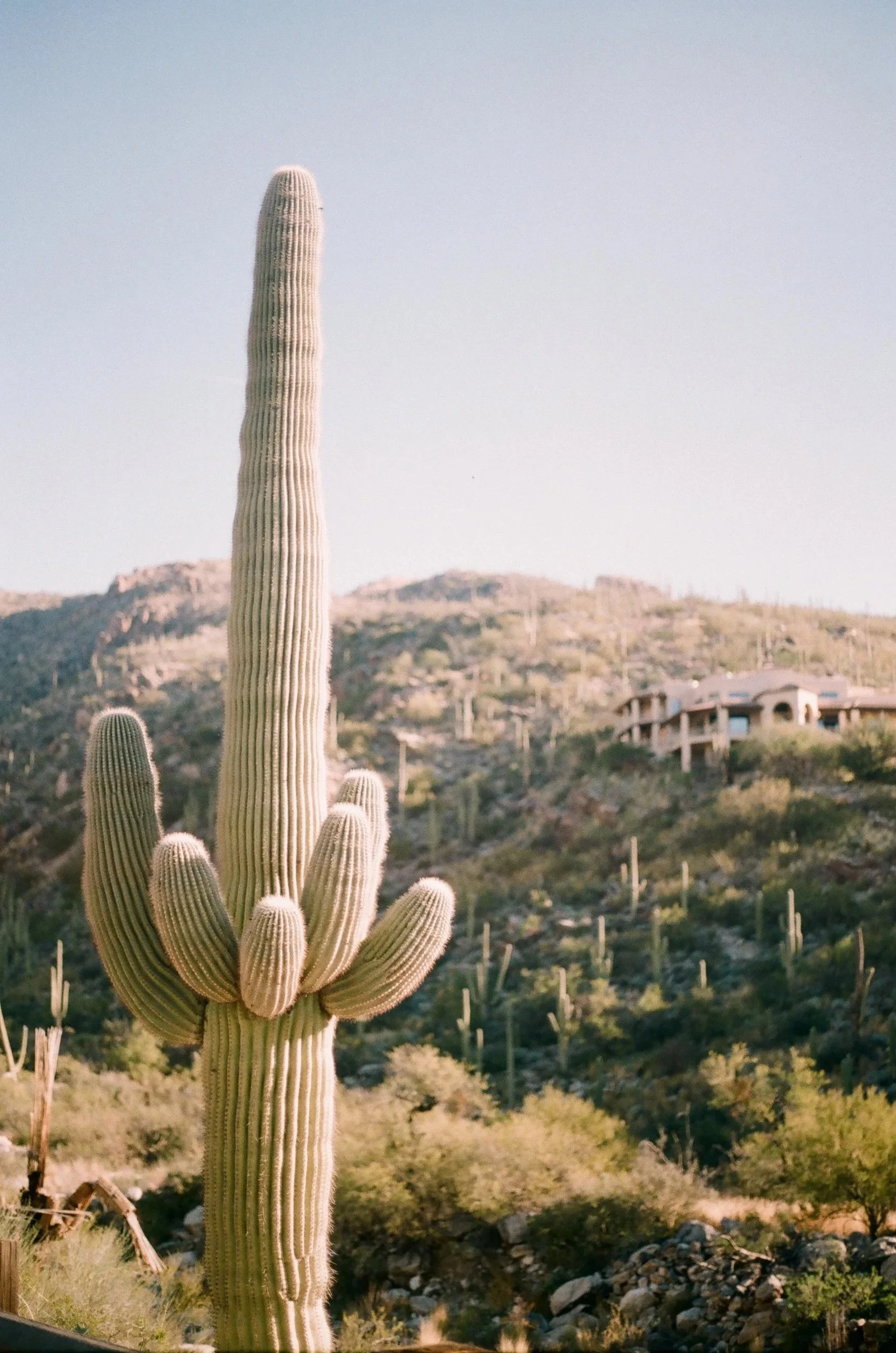 Very Arizona