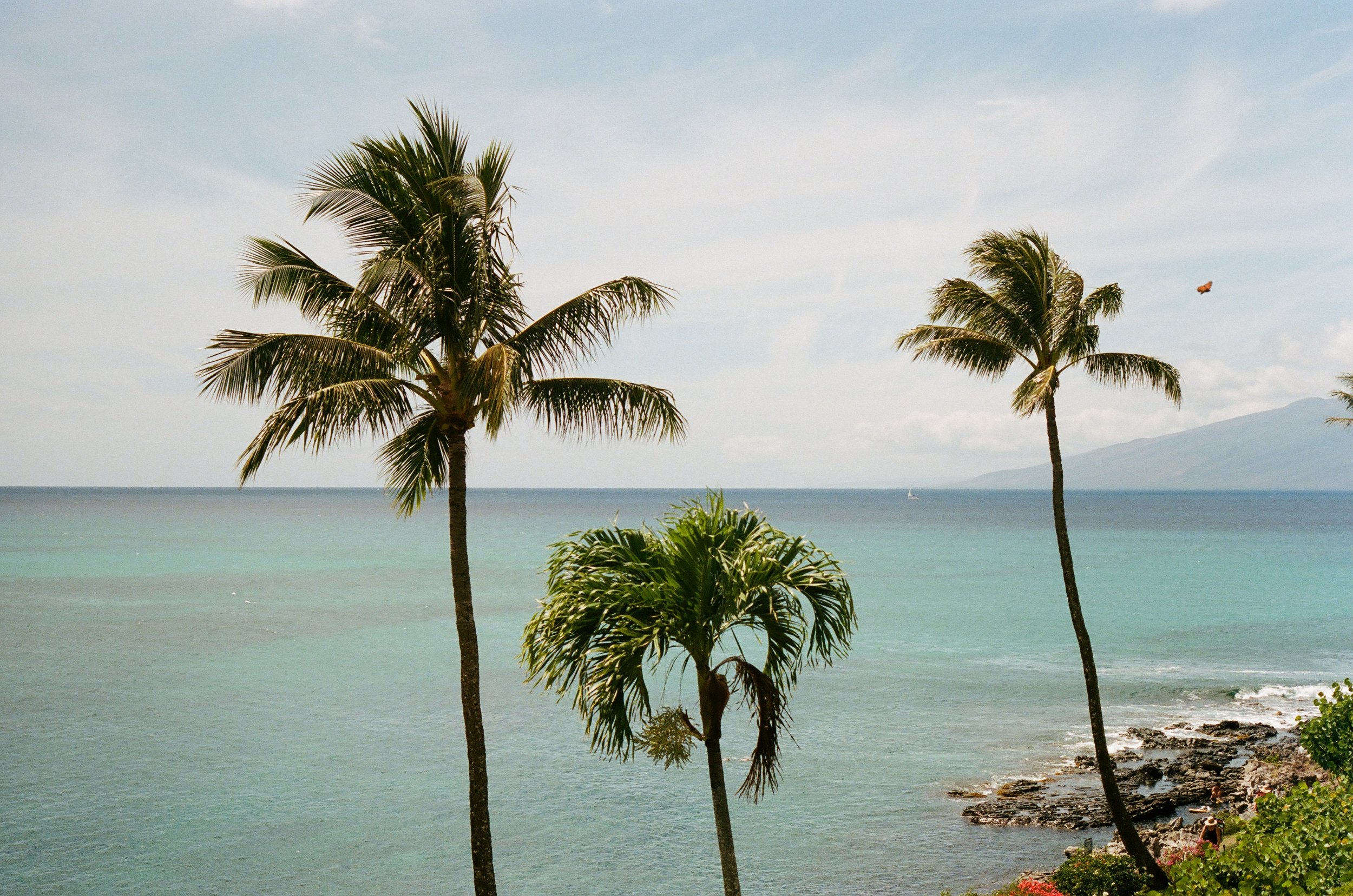 Palm Trees 1