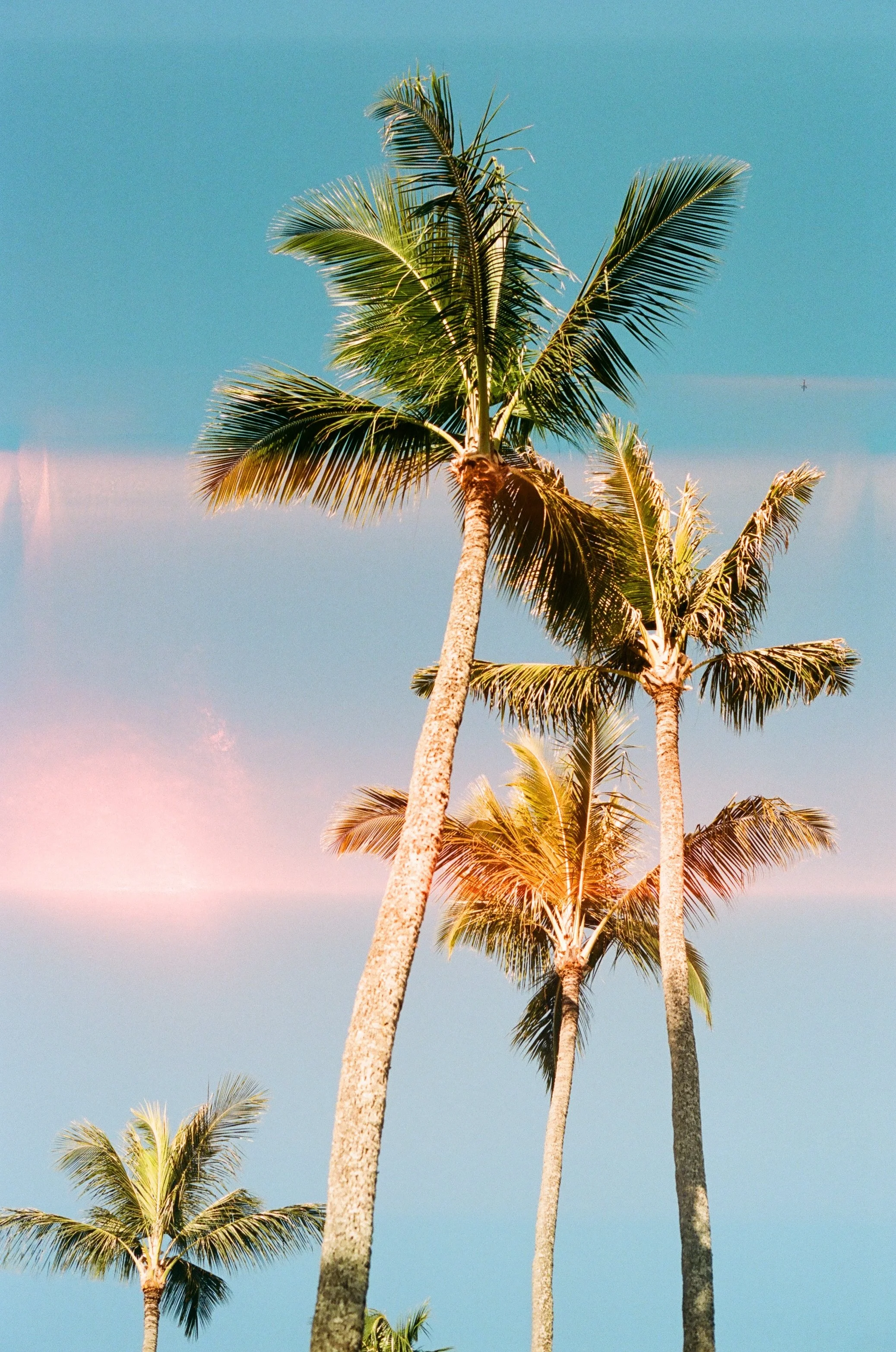 Palm Trees ft Light Leak