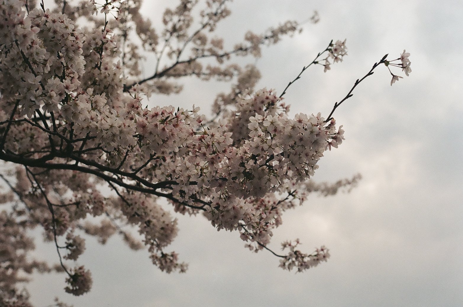 Cherry Blossom Close Up 2