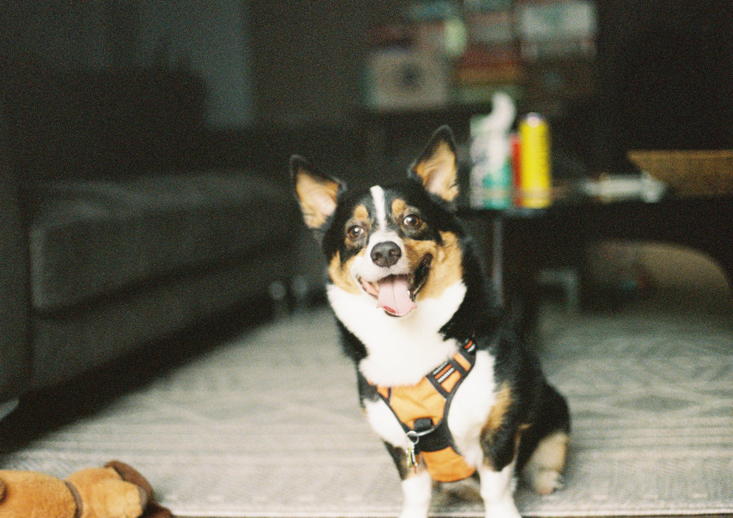 Riley 2