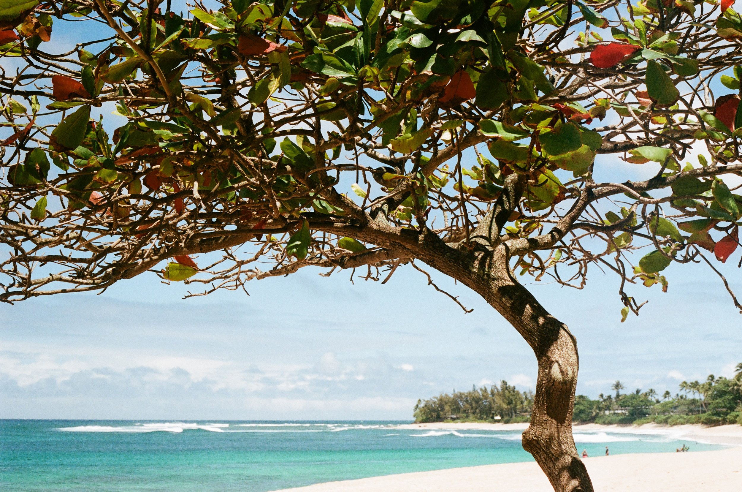 Trees on Beach 2