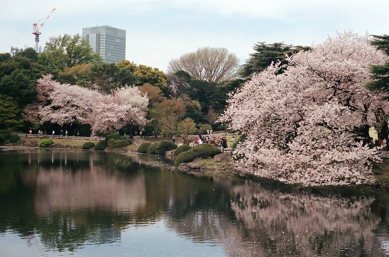 Cherry Blossom Park 1