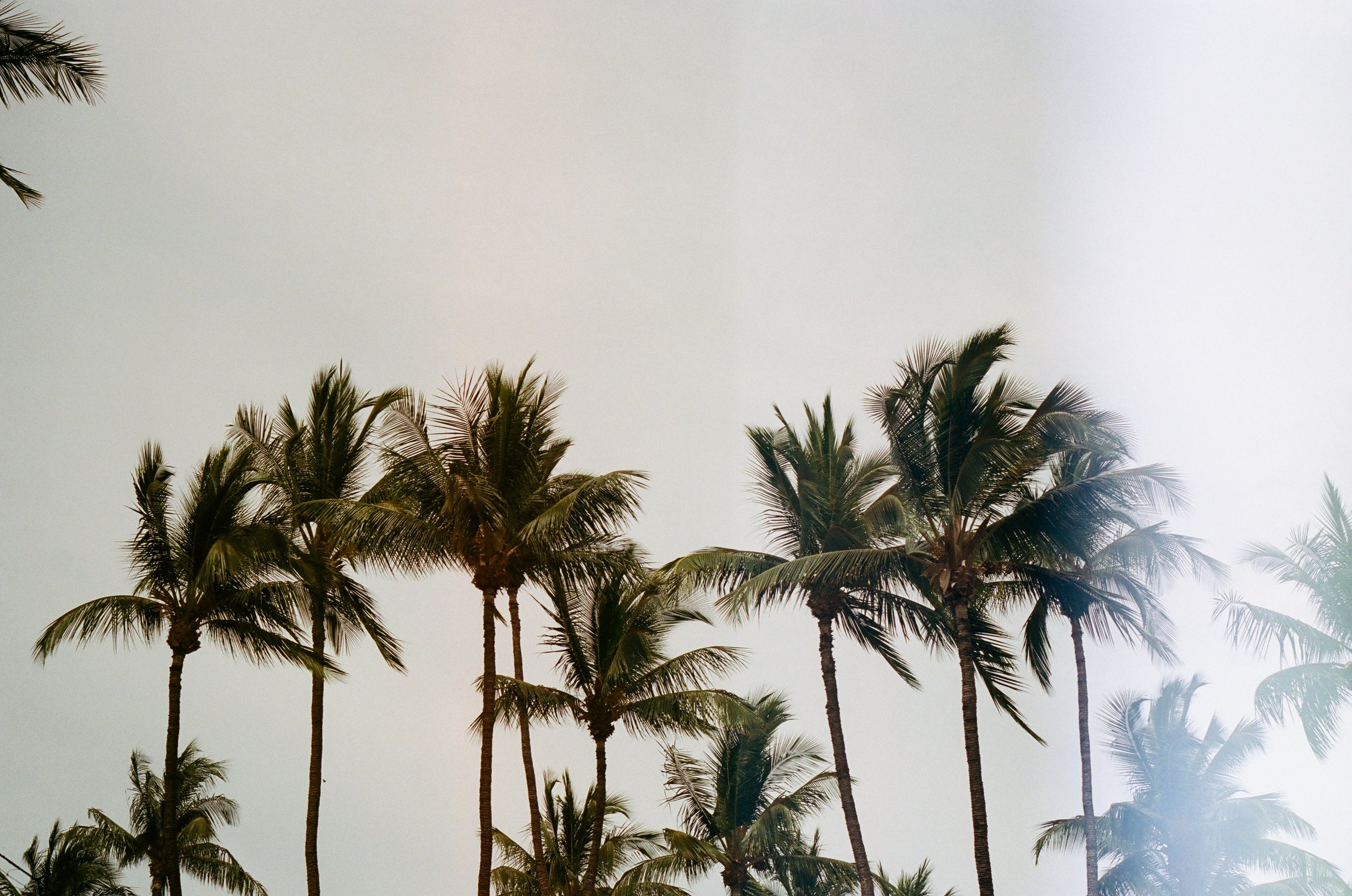 Palm Trees 2