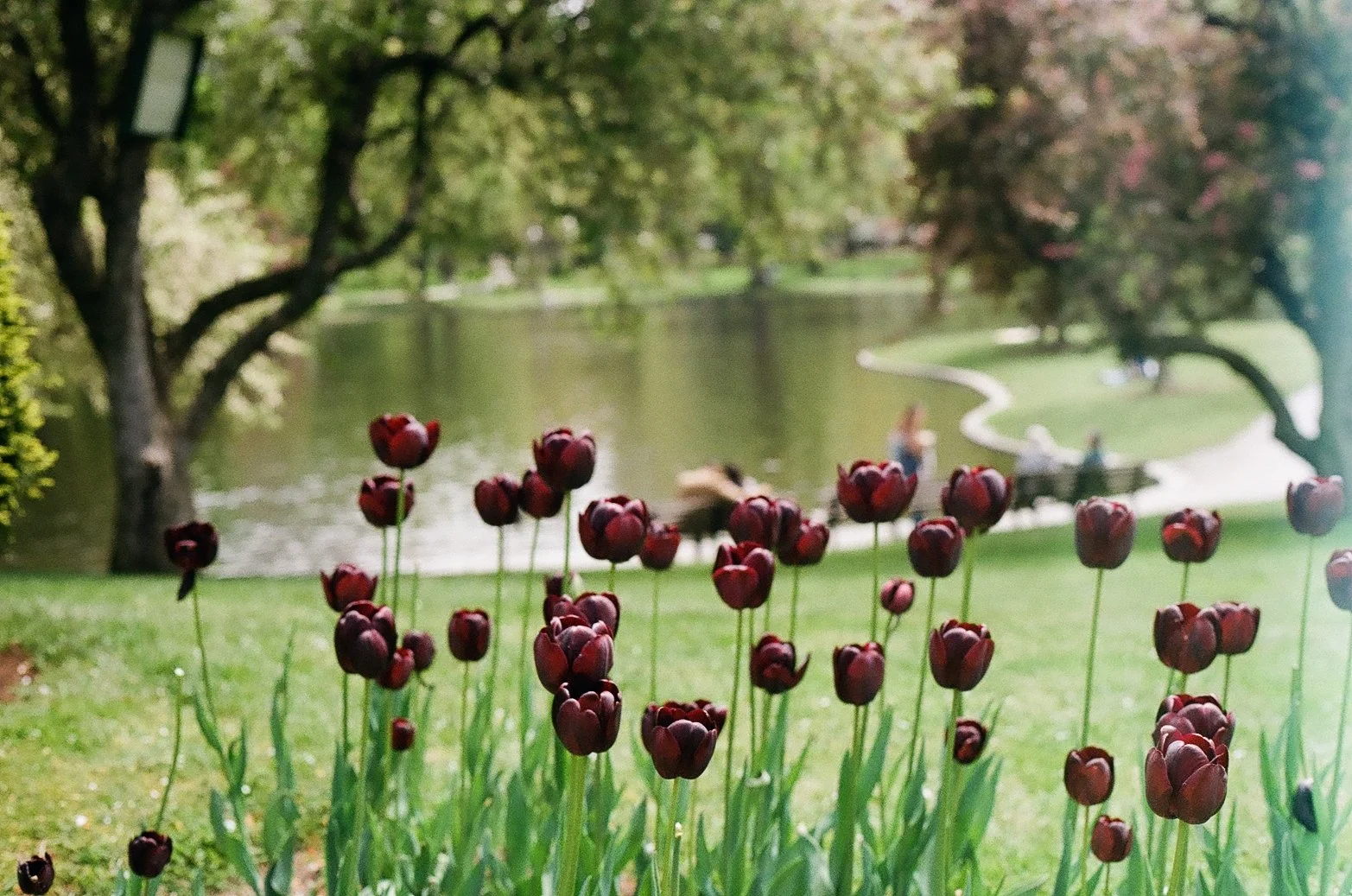 Tulips