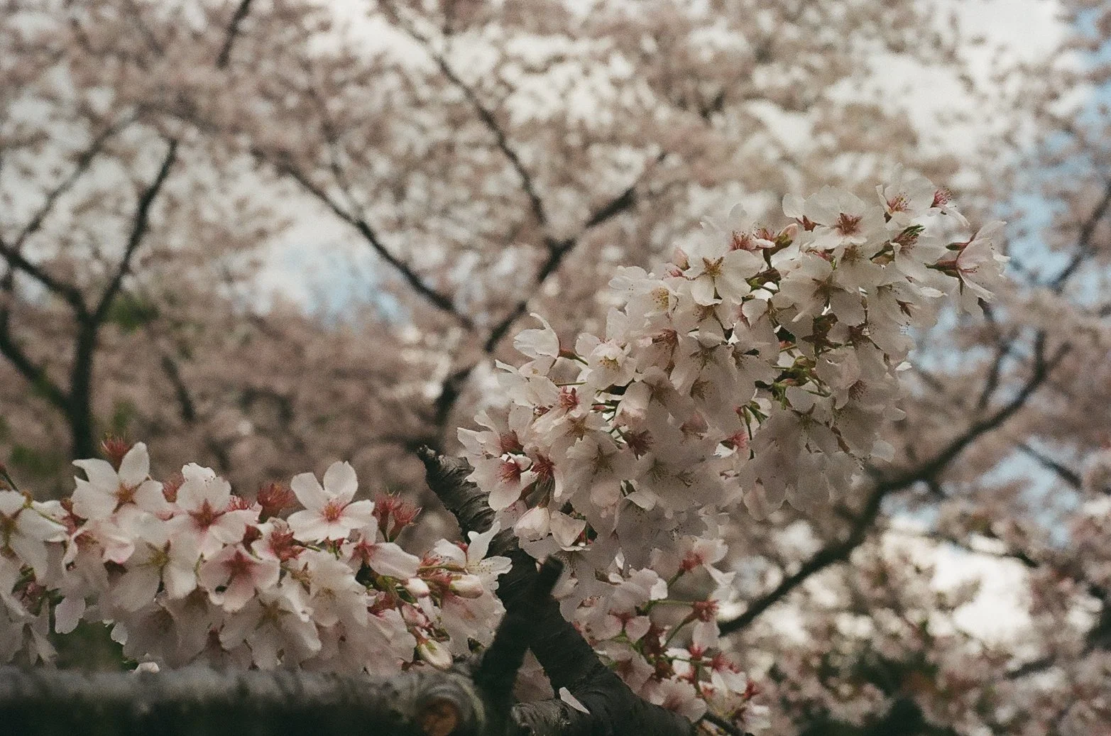 Cherry Blossom Close Up 1