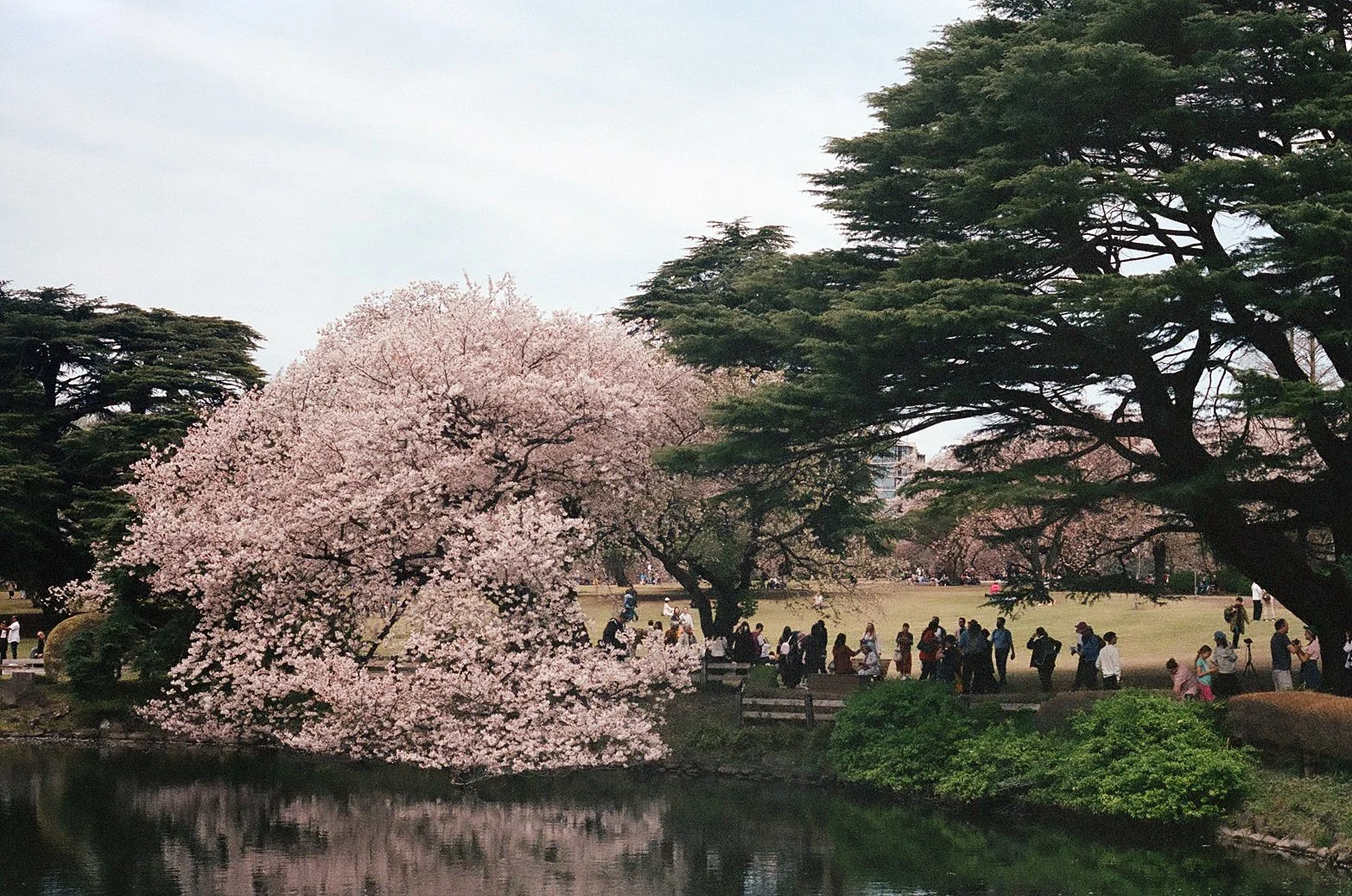 Cherry Blossom Park 2