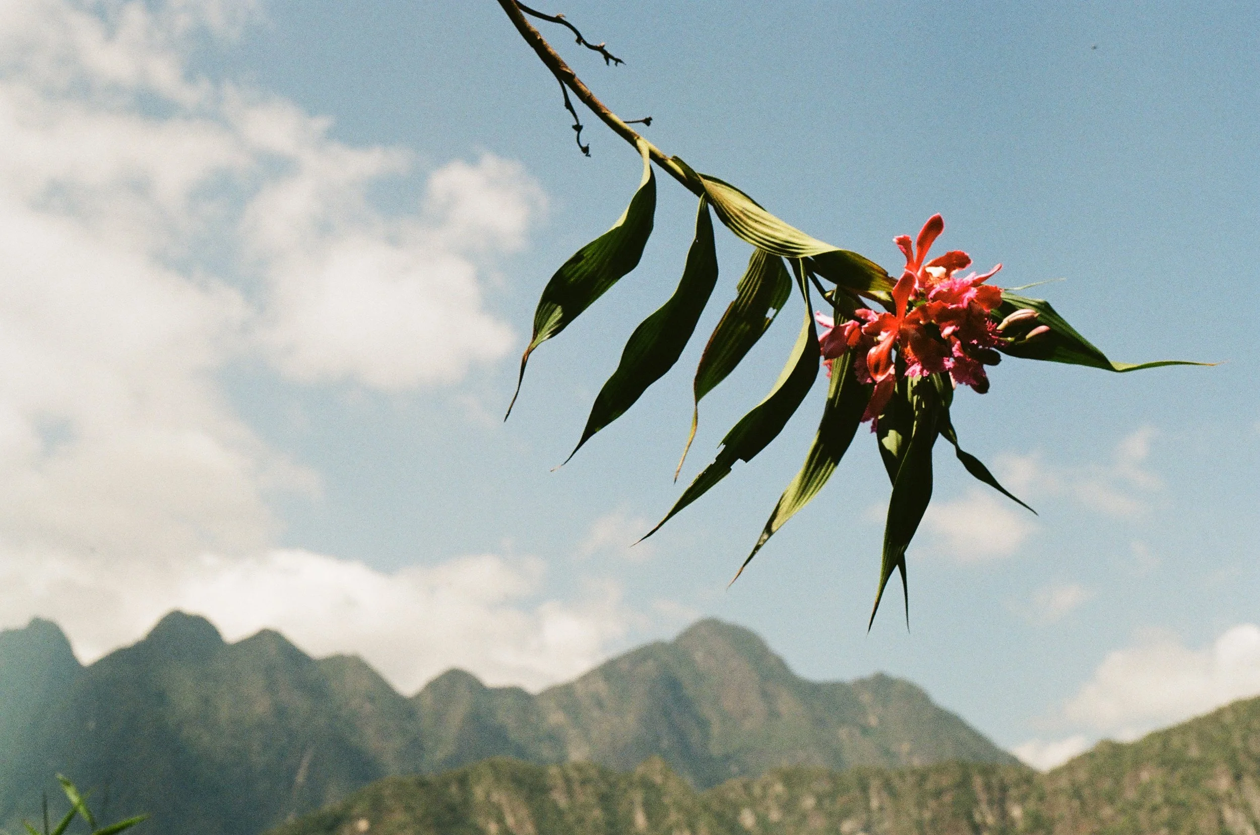 Machu Picchu Flower