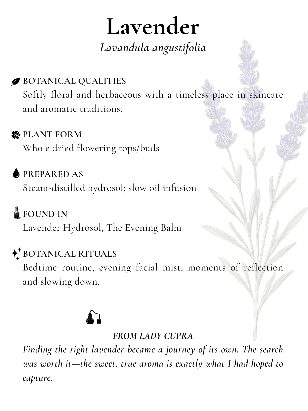 lavender.png