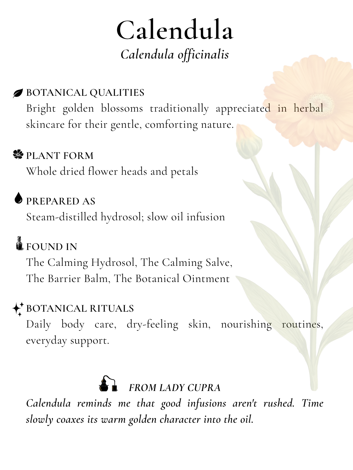 calendula.png